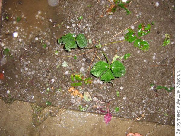 У нас прошёл град!