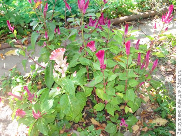 Моя целозия гребенчатая. Украшение любого цветника.