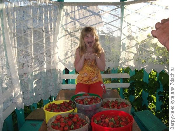 Алёнушка клубничница.