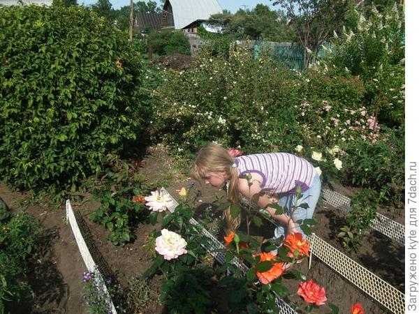 Алёнушка клубничница.