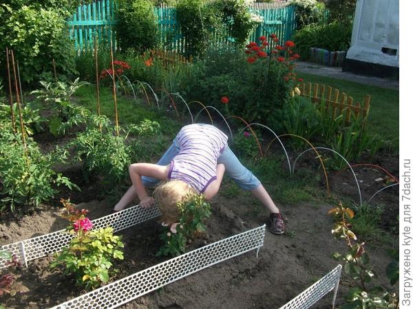 Алёнушка клубничница.