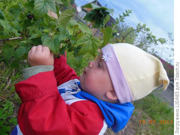 Витаминчик C;-) а с кустика ещё вкуснее!