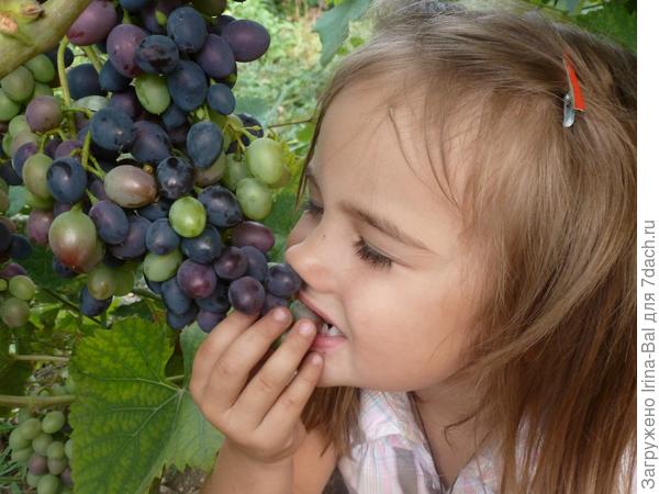 не успела поспеть виноградинка