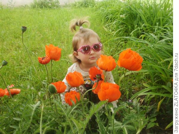 Посадила Златка с дедом маки))