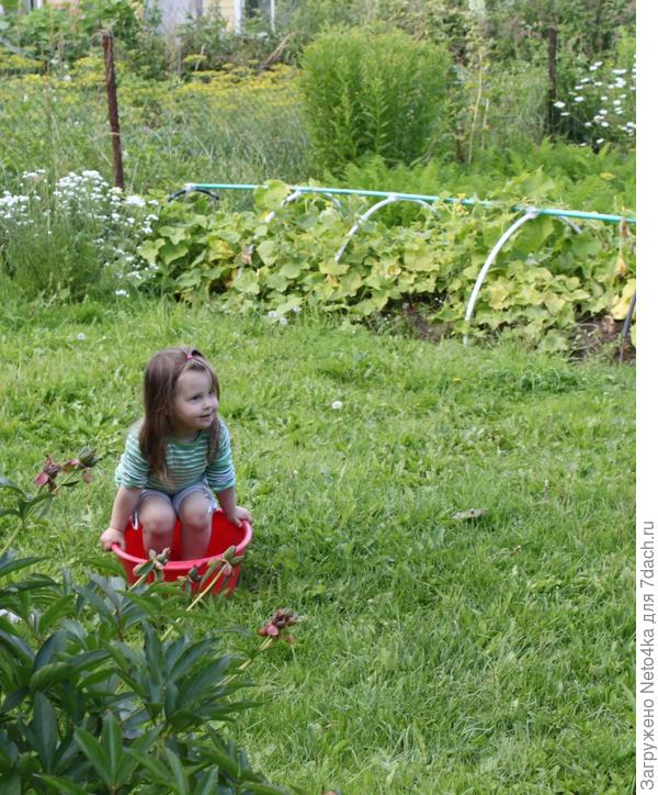 Лерок в тазике с водой