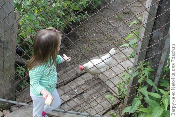 Как надо кормить кур