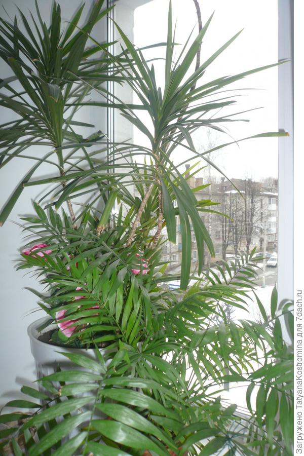 Драцена окаймленная (Dracaena Marginata) или маргината