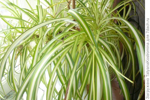 Хлорофитум – Chlorophytum