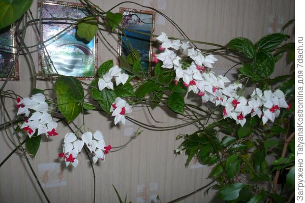 Клеродендрум Томсона
