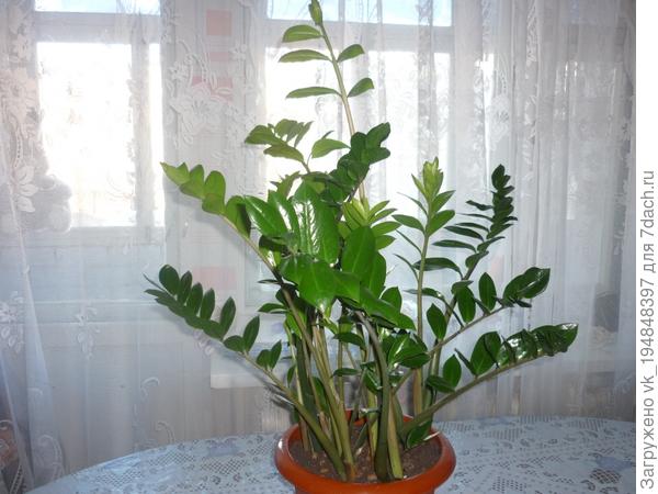замия