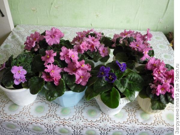 фиалки