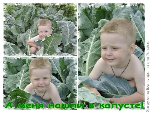 Лева в капусте