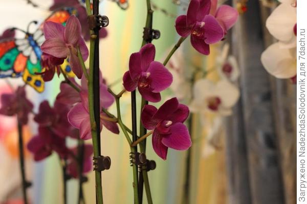 орхидея