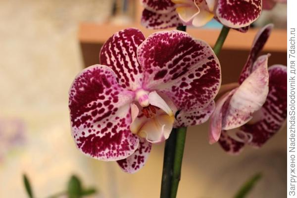 Стрелка орхидеи отцвела: что делать дальше с цветоносом и как ухаживать за растением?