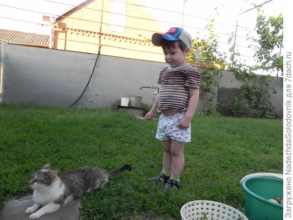 платошка