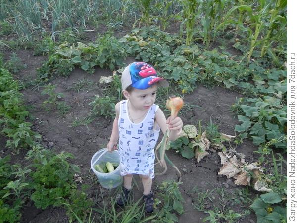 платошка