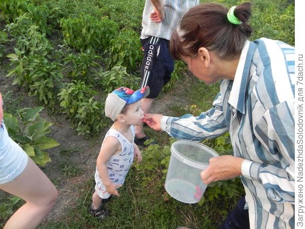 платошка