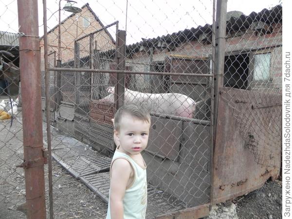 платошка