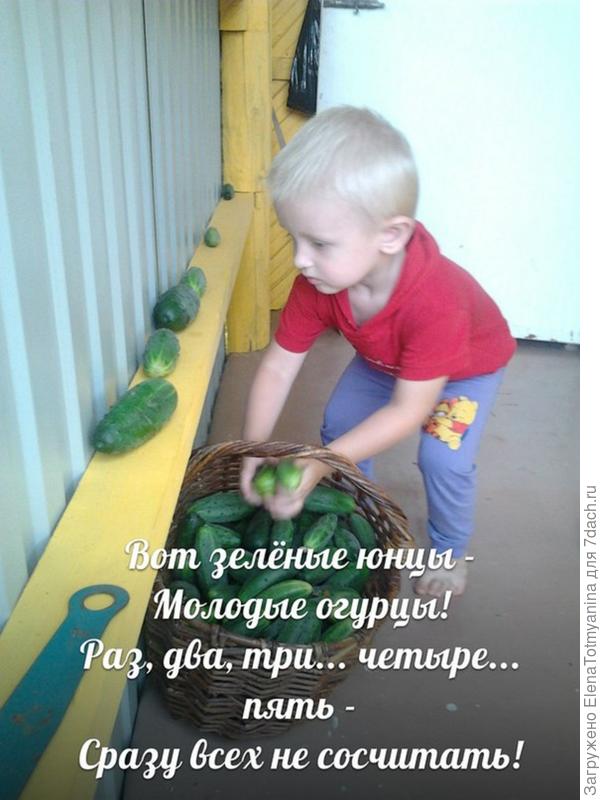 УХ И УРОДИЛСЯ У НАС С БАБУЛЕЙ УРОЖАЙ В ЭТОМ ГОДУ!!!