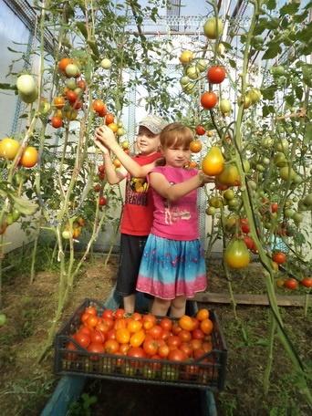 Внуки мои помошники.