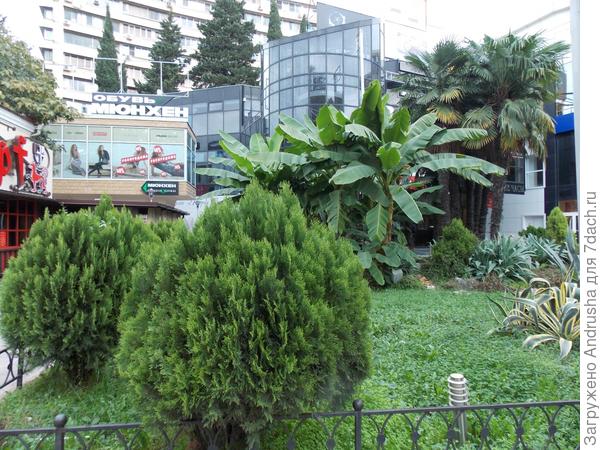 Акцент – пампасская трава