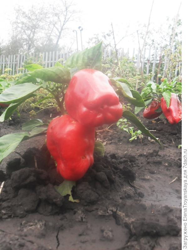 Болгарский перец