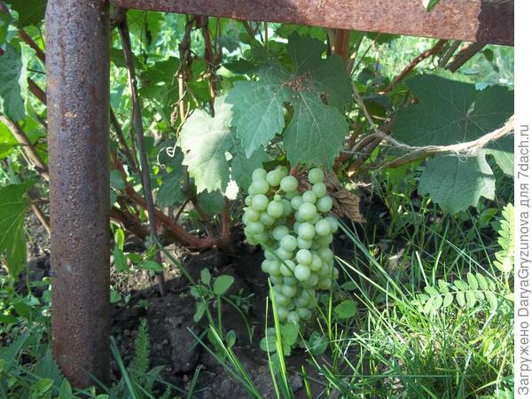 Украшает наш сад -зеленый виноград!