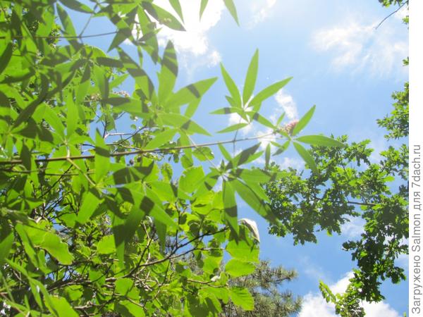 Кустарник листья как у конопли мика ньютон песня марихуана