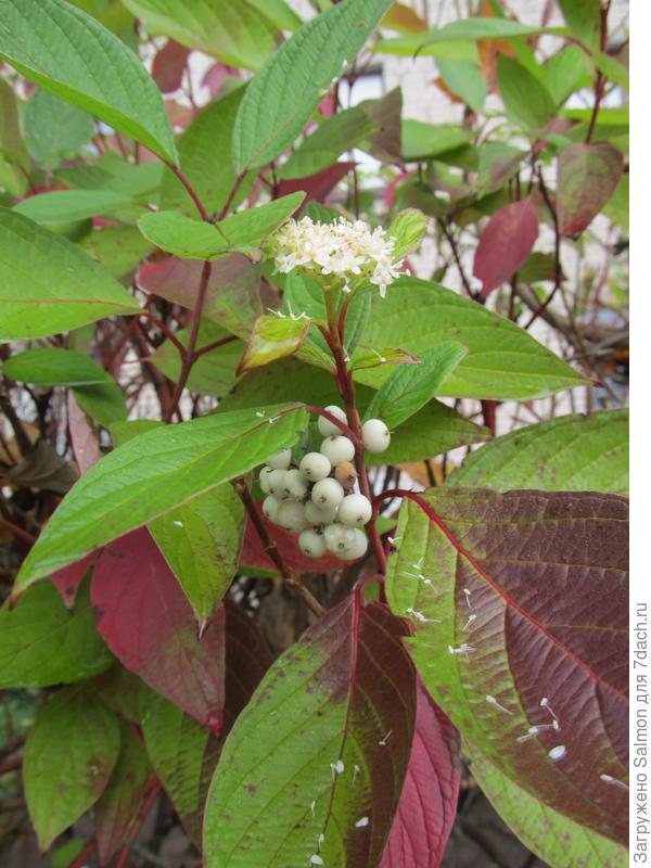 Кустарники, которые удивили