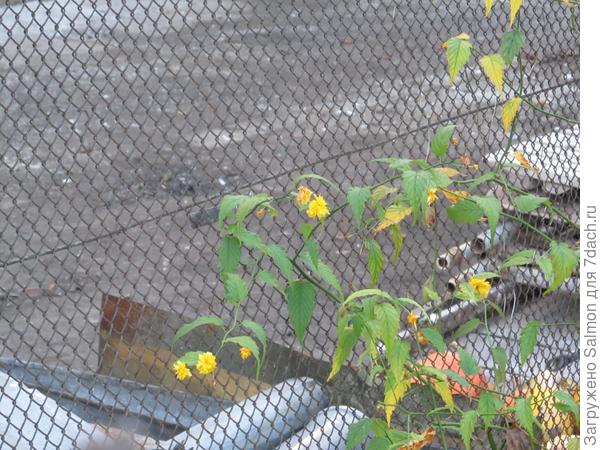 Кустарники, которые удивили