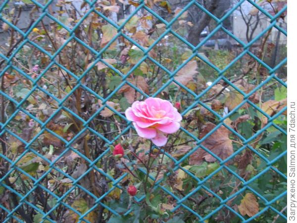 Последнее дыхание лета