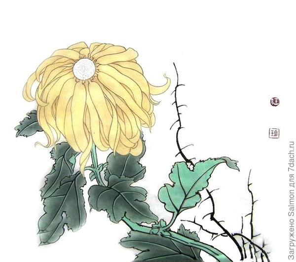 Хризантема