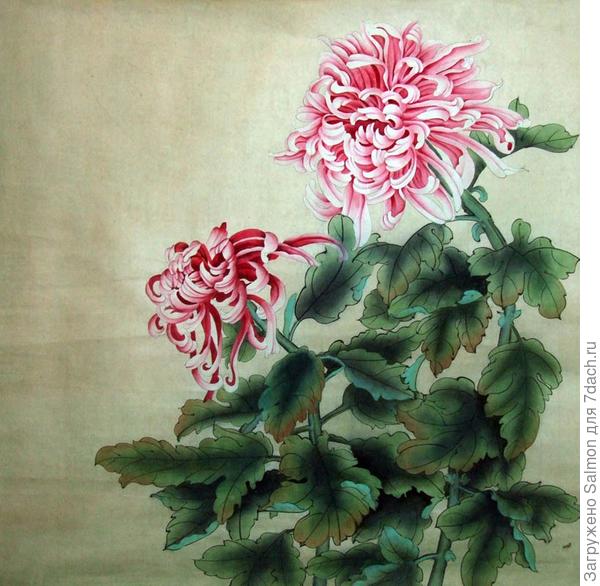 Хризантема