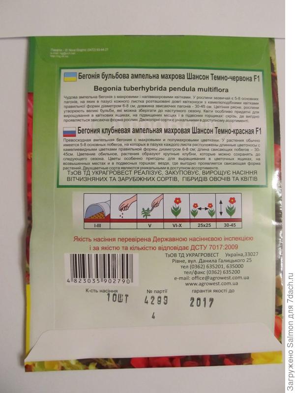 Сорт бегонии