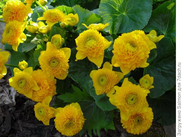 Сорт калюжницы