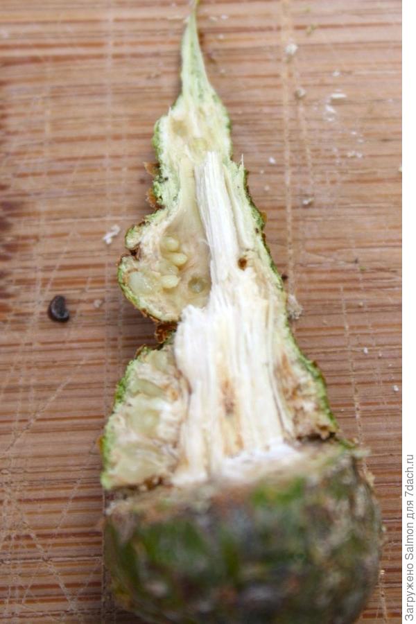 Разрез побега