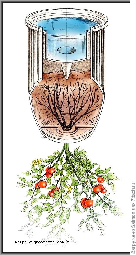 Помидоры вверх корнями