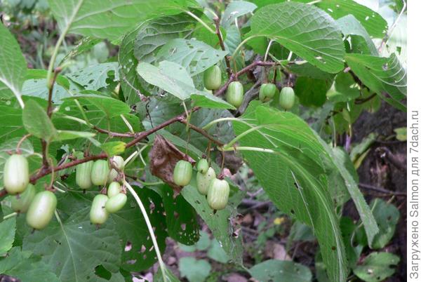 Актинидия коломикта