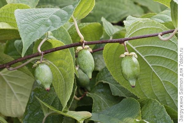 Актинидия полигамная