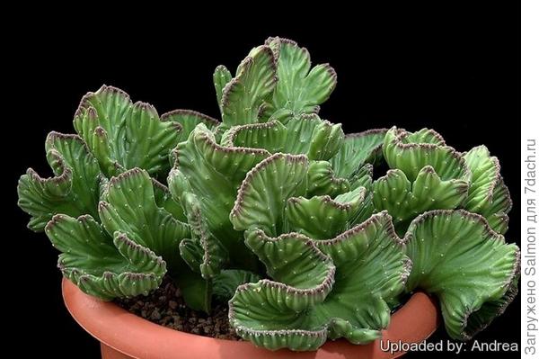 Stapelia_leendertziae f.cristata