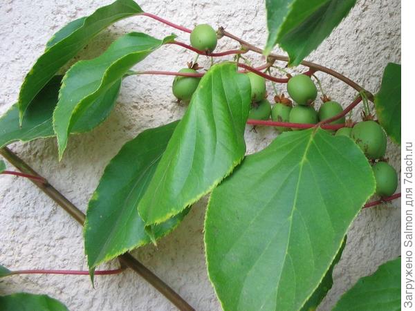 Актинидия аргута