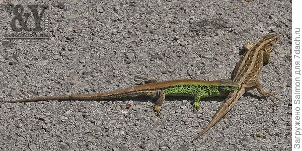 Ящерица обыкновенная