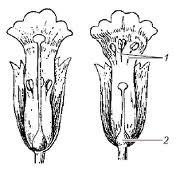 гетеростилия певоцвета