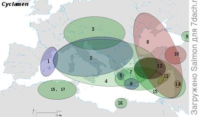 Карта ареалов цикламенов