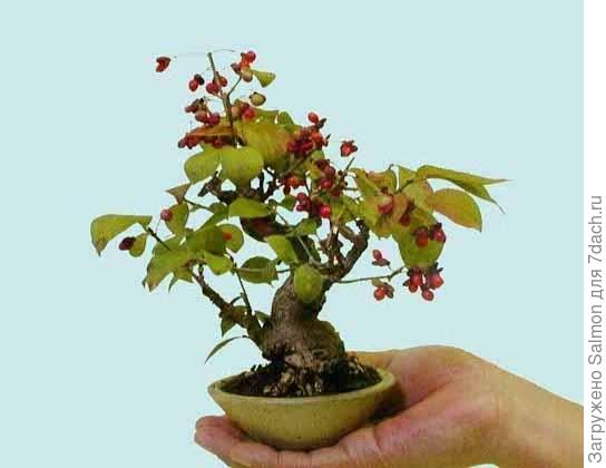 Бонсай из бересклета