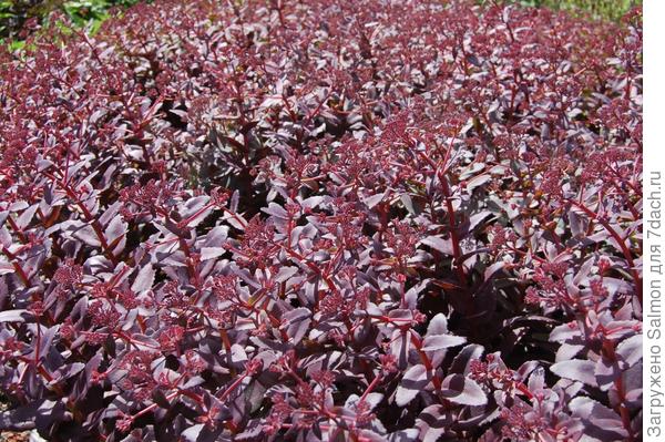 Sedum telephium Purple Emperor. Фото с сайта davisla3.wordpress.com