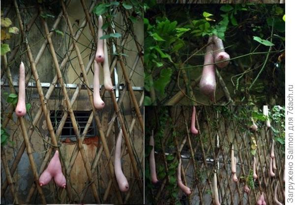 Вьетнамская тыква