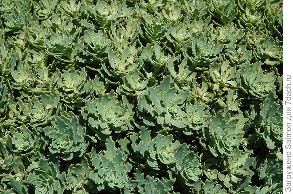 Sedum Thundercloud. Фото с сайта plants.barnnurserylandscape.com