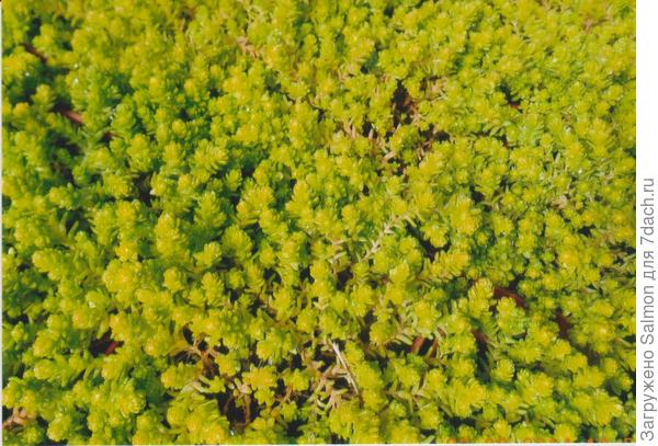 Sedum acre Aureum. Фото с сайта russellwholesale.com