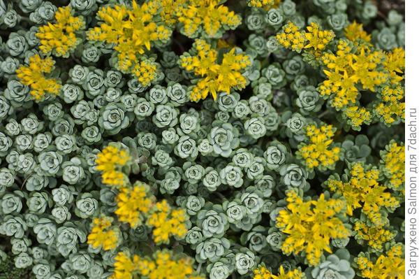 Sedum spathulifolium Cape Blanco. Фото с сайта photoshelter.com